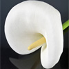 Calla