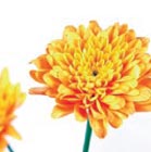 Chrysantheme