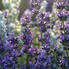 Lavendel Lavendel