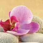 Lotus Lotus