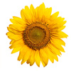 Sonnenblume