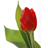 Tulpe